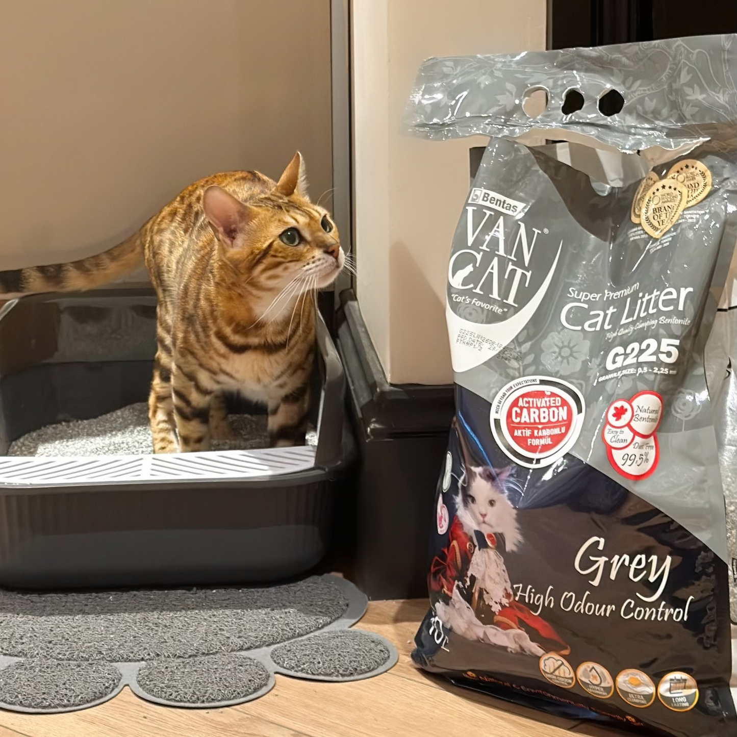 Cat standing by a litter box with a bag of Van Cat cat litter on a wooden floor.