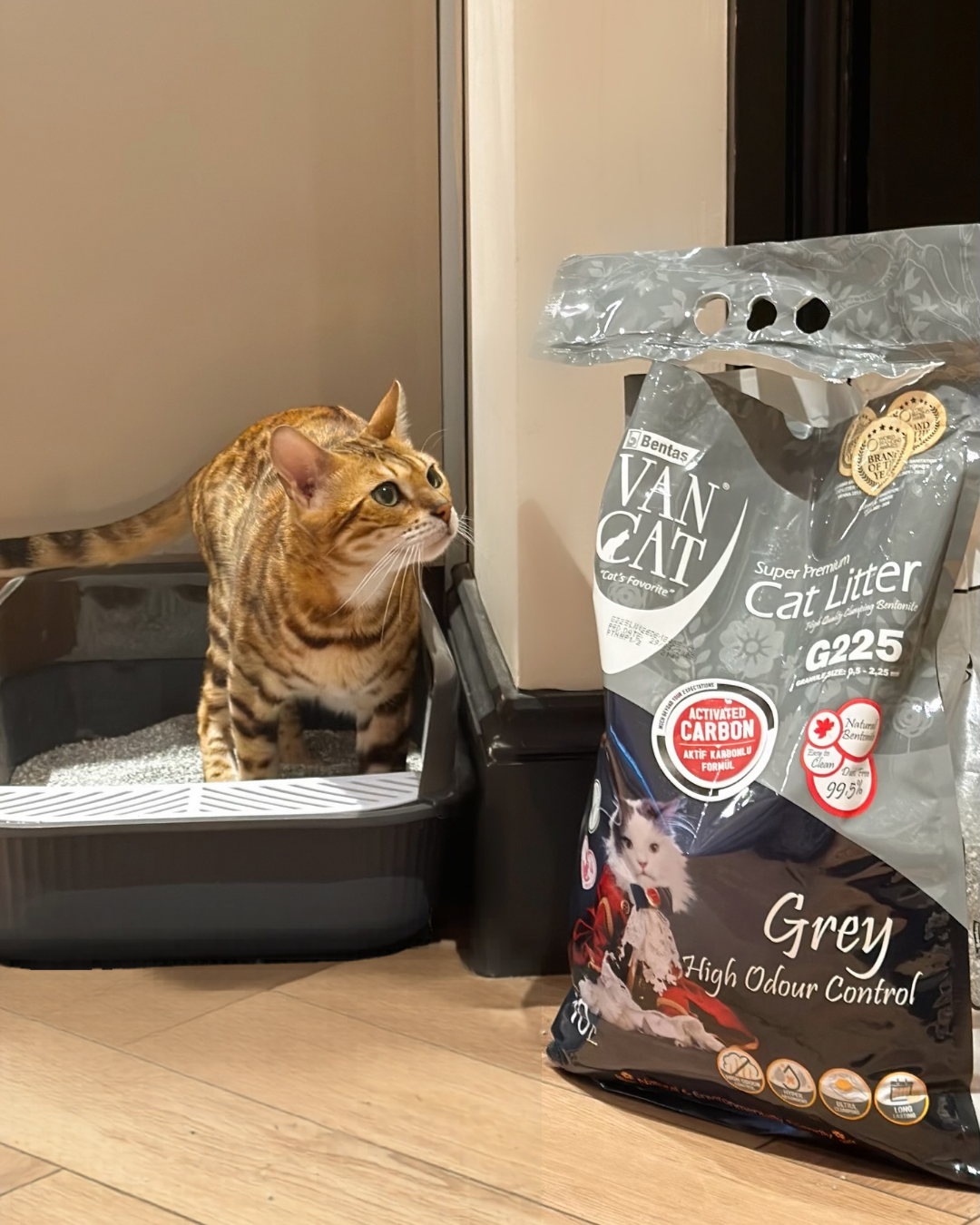 Cat sitting in the high sided litter tray next to a bag of Van Cat cat litter on a wooden floor.