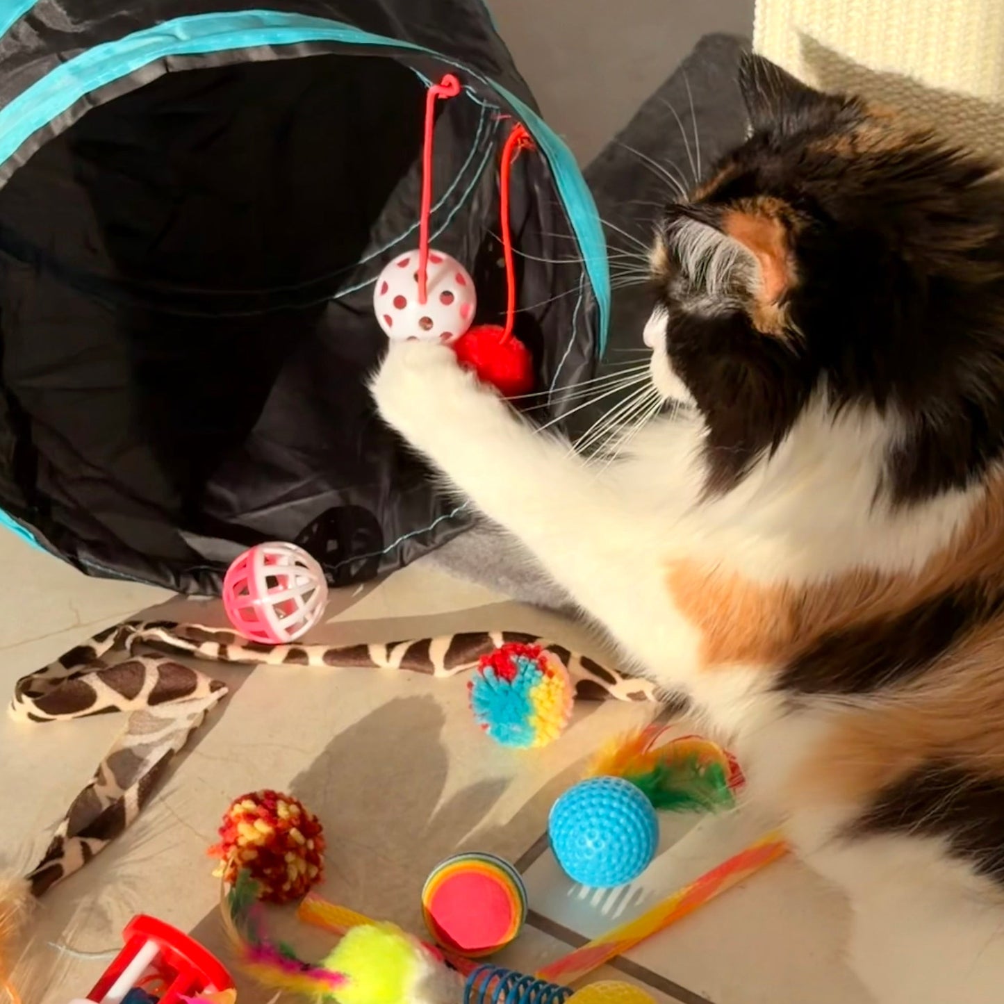 Whisker Wonder Toy Bundle