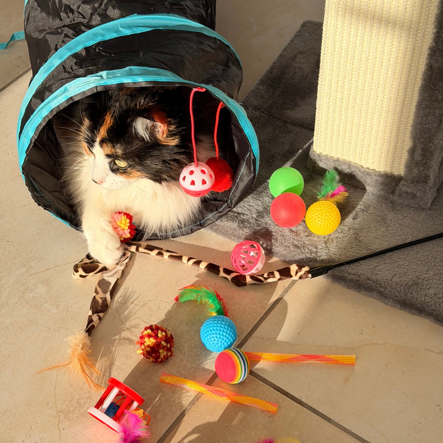 Whisker Wonder Toy Bundle