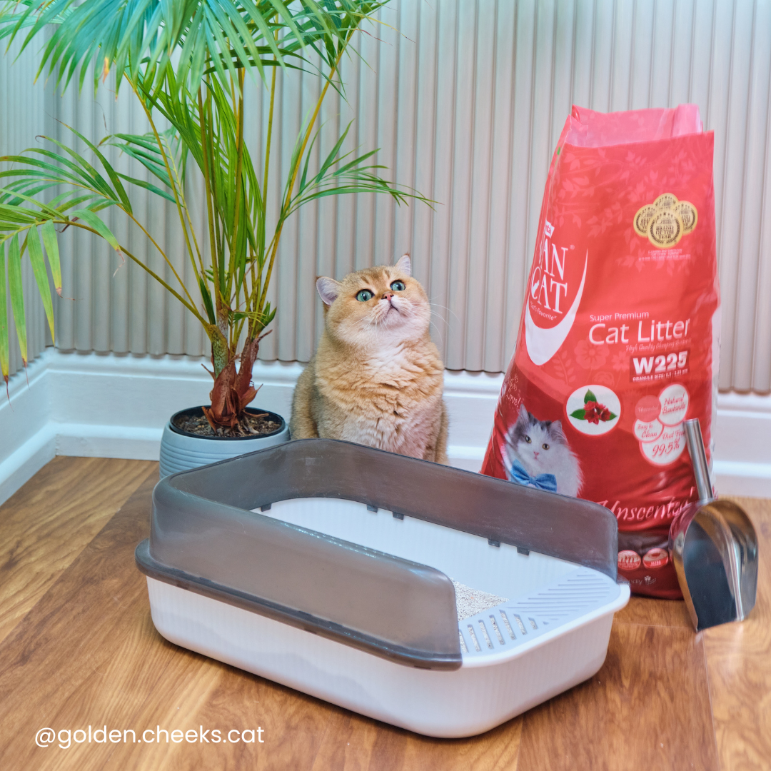 a golden shorthair cat sat next to a litter tray and an open bag of cat litter.